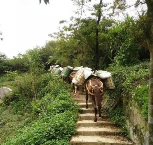 温州山区马帮运输