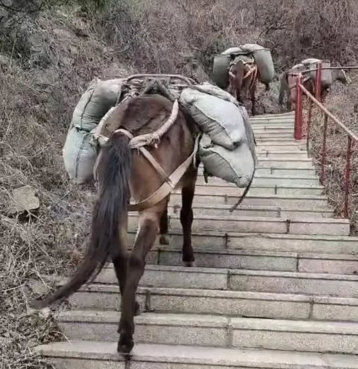 温州骡马运输